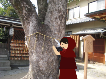 seimei_tree.jpg